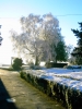 birch tree